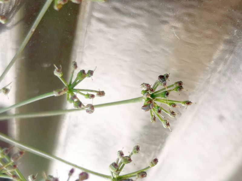 Pimpinella cfr. saxifraga (Apiaceae)